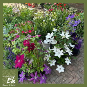 Clematis