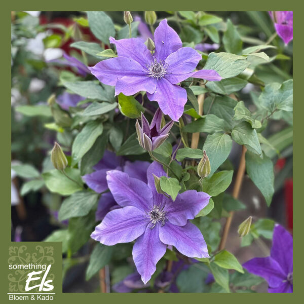 Clematis - Afbeelding 2