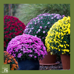 Chrysanten